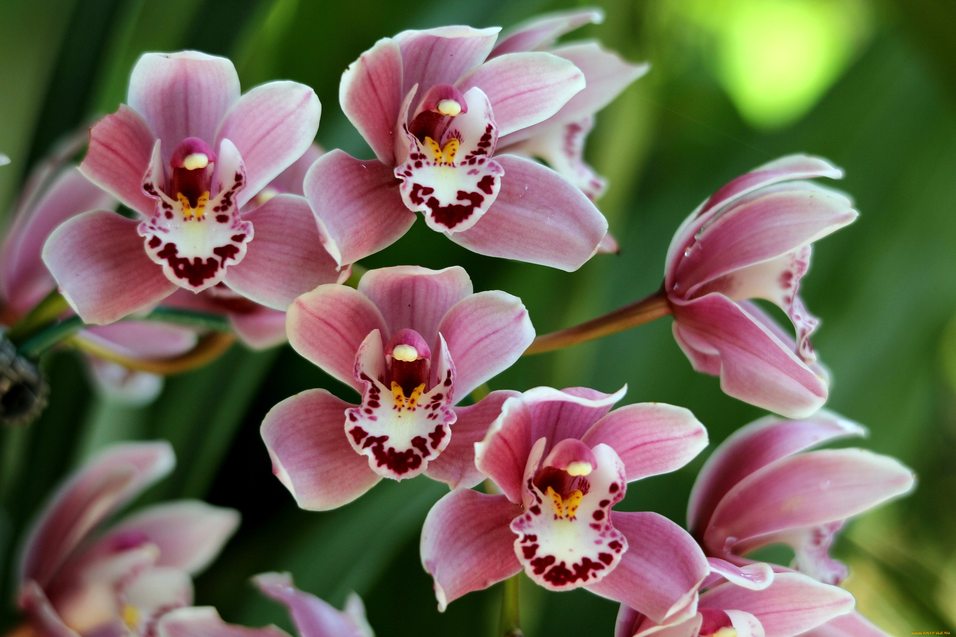 Много орхидей